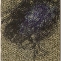 Andisheh Avini | Untitled, 2011