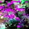 Devin Kenny | Misfires | 2011 | Digital video and sound | 5' 58